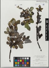 Foto von Salix glabra Scop.